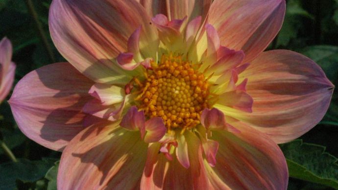 Prix des amateurs - N°: 39 DPF2020, type collerette, présenté par C.Kneblewski (France).